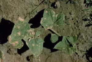Cucumber leaves with Anthracnose fungus.