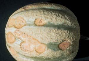 Anthracnose damage on a melon.