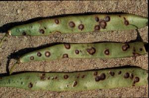 Anthracnose on beans.