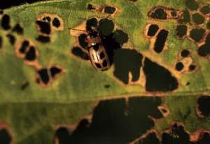 Beetle making holes in leaf.