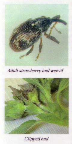 Strawberry bud weevil and clipped buds.