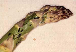 Larval crioceris asparagi feeding on asparagus.