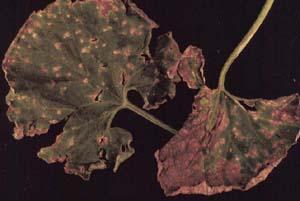 Damage from the Anthracnose fungus on cucumber leaves.