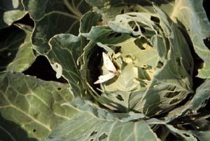 Damage from the imported cabbageworm.