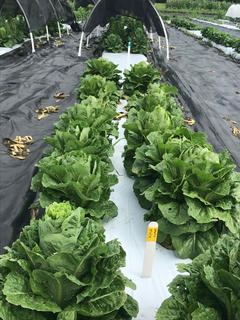 Lettuce Plot without and with shade