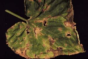 Melon leaf damaged by Anthracnose fungus.