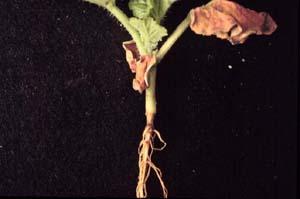 Root rot on a muskmelon plant.