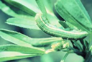 Alfalfa caterpillar