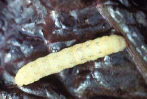 Spotted cutworm
