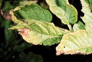 Potato leafhopper damage.