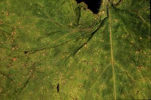 Septoria fungus leaf damage.