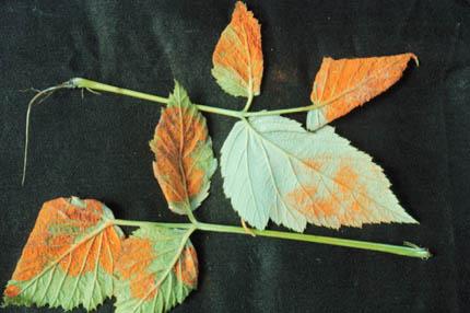 Orange Rust fungal disease on raspberry leaves.