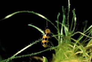 The spotted cucumber beetle.