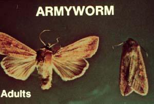 Armyworm adult