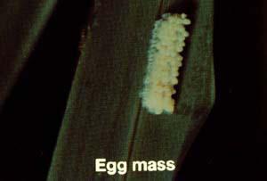 Armyworm egg mass