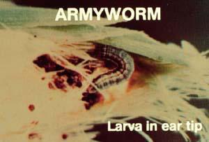 Armyworm larva in ear tip