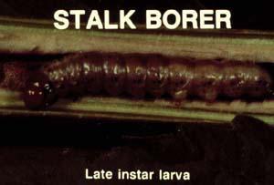 Common stalk borer