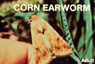 Corn earworm moth.