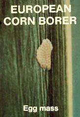 European corn borer egg mass