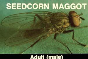 Adult seedcorn maggot