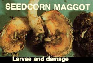 seedcorn maggot larvae and damage
