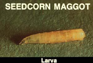 seedcorn maggot larva
