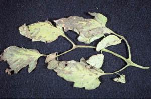 Tomato bacterial leaf spot.