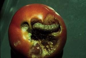 download tomato cutworm