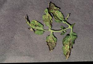 Septoria leafspot